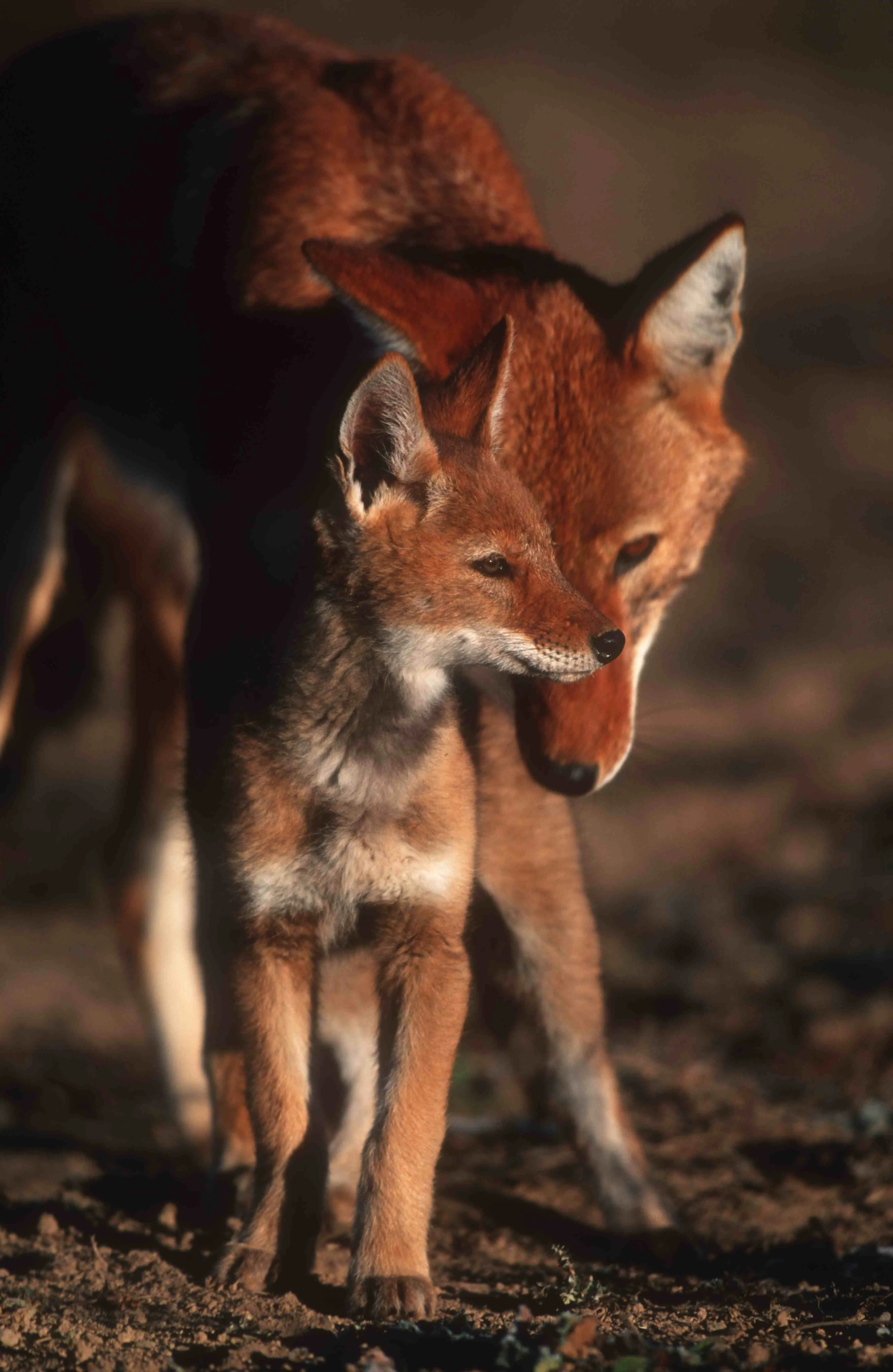 Bale Mountains Safari - Image 2