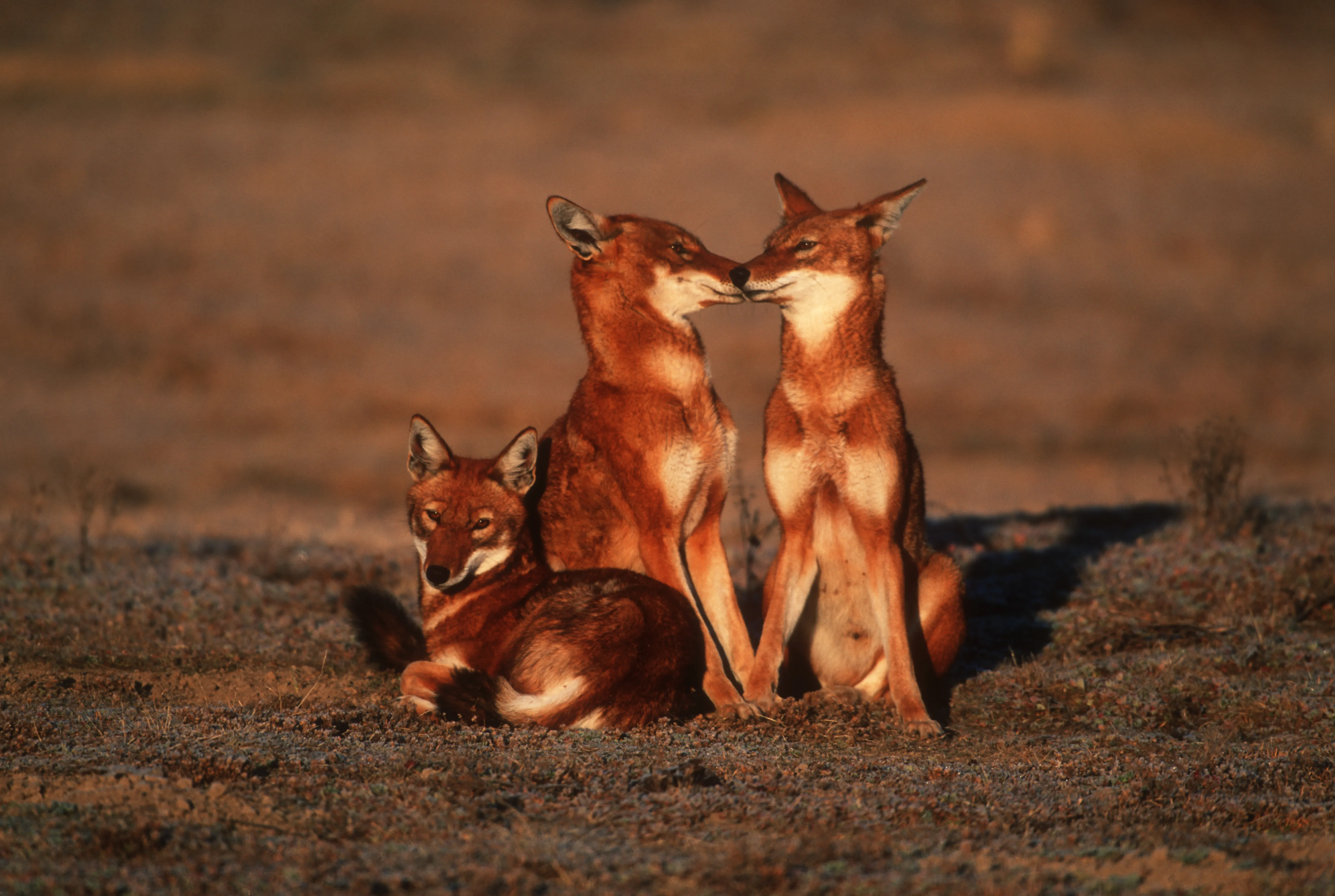 Bale Mountains Safari - Image 3